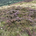 IMG 0641