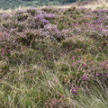 IMG 0647