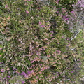 IMG 0666